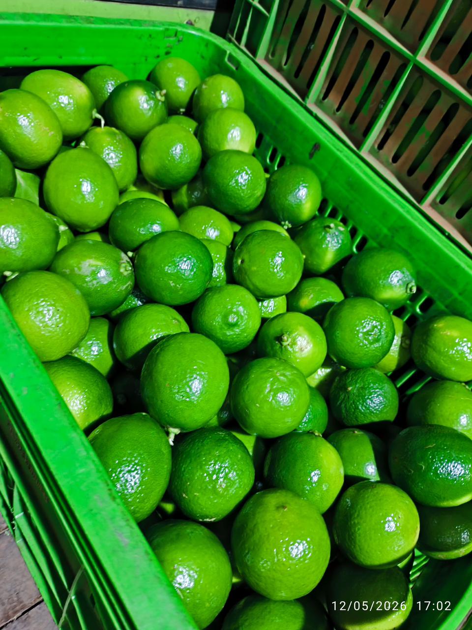 Caixa de limão Tahiti selecionado pelo Império das Frutas